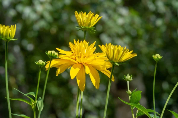 Rudbeckia Laciniata Goldquelle Attractive Rudbeckia Cultivar Produces Beautiful Lemon Yellow — Stock Photo, Image