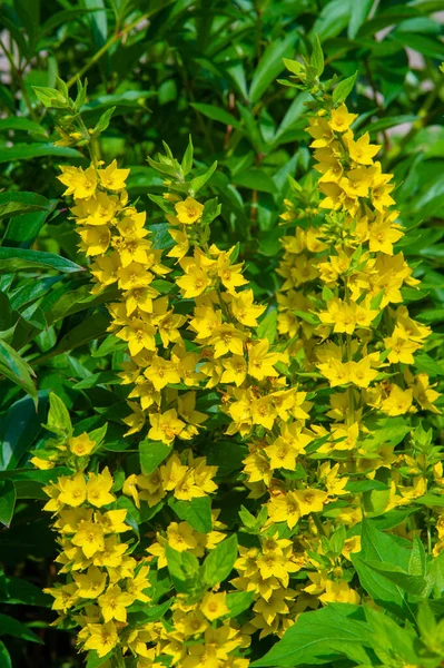Lysimachia Muitas Vezes Têm Flores Amarelas Crescem Vigorosamente Clã Recebeu — Fotografia de Stock