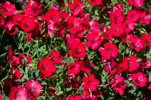 Linum Grandiflorum Red Flax Scarlet Flax Raspberry Comes Algeria Grandiflorum — Stock Photo, Image