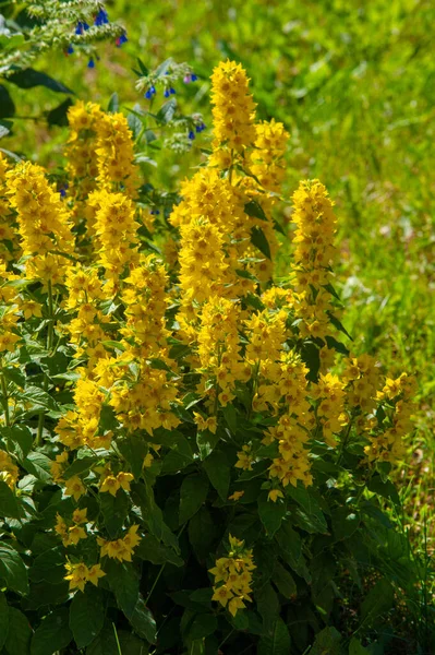 Lysimachia Menudo Tienen Flores Amarillas Crecen Vigorosamente Clan Lleva Nombre — Foto de Stock