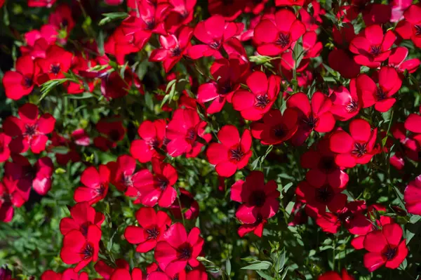 Linum Grandiflorum Lin Rouge Lin Écarlate Framboise Vient Algérie Grandiflorum — Photo