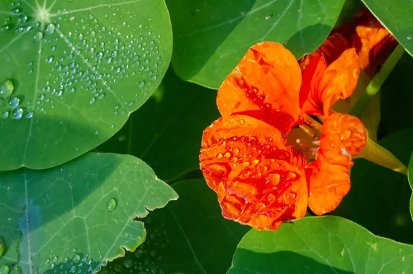 Nasturtium Популярная Лоза Имеет Ярко Желтые Оранжевые Красные Цветки Говорят — стоковое фото