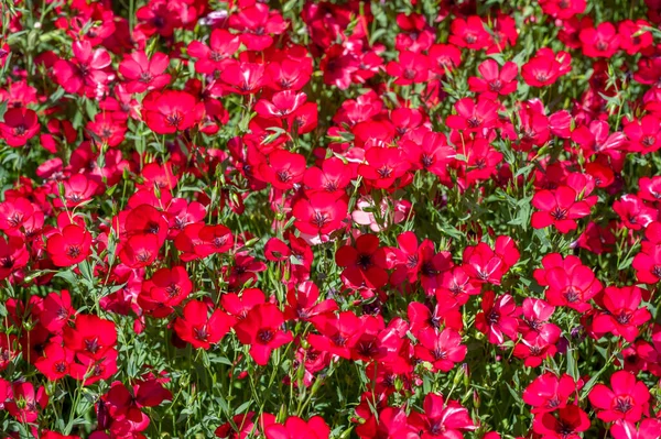 Linum Grandiflorum Lino Rojo Lino Escarlata Frambuesa Proviene Argelia Grandiflorum — Foto de Stock