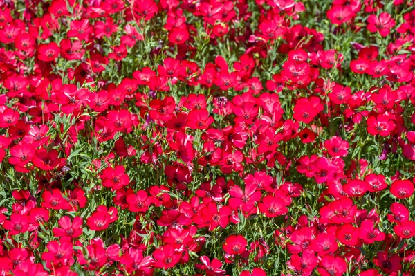 Linum Grandiflorum Lin Rouge Lin Écarlate Framboise Vient Algérie Grandiflorum — Photo