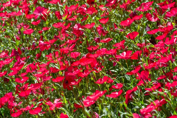 Linum Grandiflorum Red Flax Scarlet Flax Raspberry Comes Algeria Grandiflorum — Stock Photo, Image