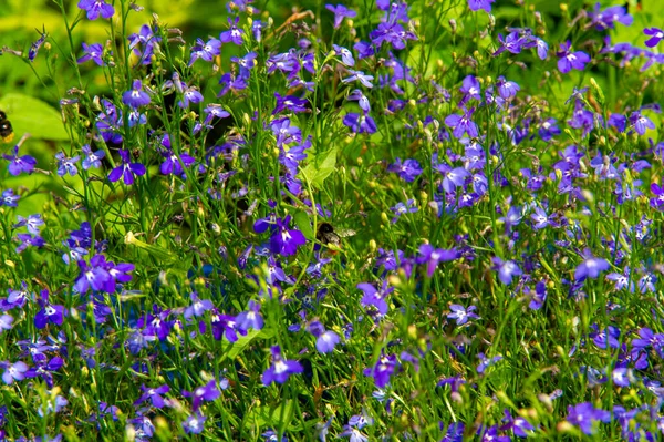 Lobelia Avec Une Distribution Sous Cosmopolite Principalement Dans Les Régions — Photo