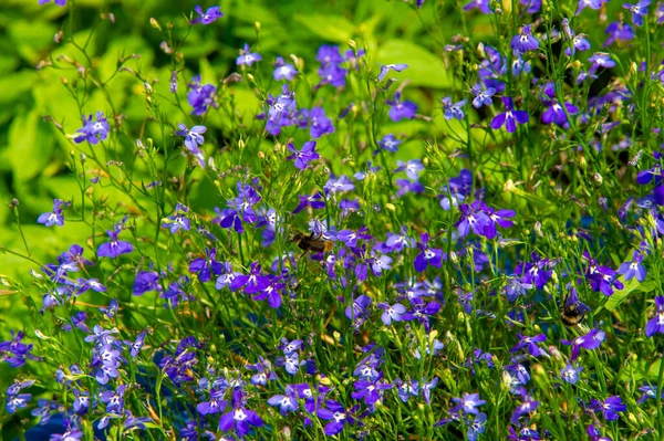 Lobelia Con Una Distribución Sub Cosmopolita Principalmente Regiones Tropicales Templadas — Foto de Stock