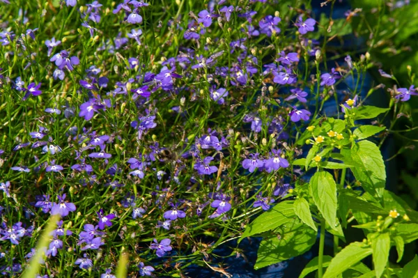 Lobelia Con Una Distribuzione Subcosmopolita Principalmente Nelle Regioni Tropicali Temperate — Foto Stock