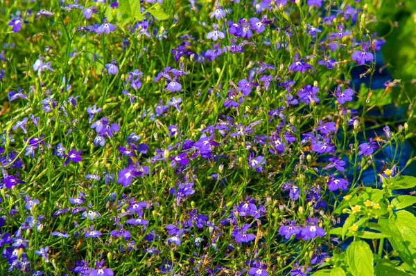 Lobelien Mit Einer Subkosmopolitischen Verbreitung Hauptsächlich Tropischen Und Warm Gemäßigten — Stockfoto