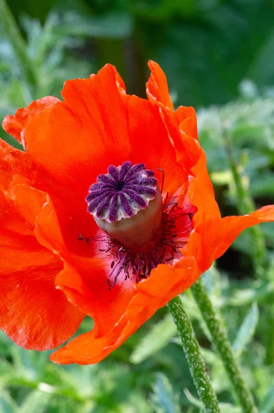 Papaver Somniferum Vulgarmente Conhecido Como Papoula Ópio Papoula Pão Tipo — Fotografia de Stock