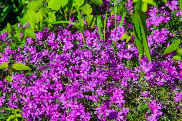 Phlox Görög Láng Ezek Találhatók Elsősorban Észak Amerikában Különböző Élőhelyek — Stock Fotó