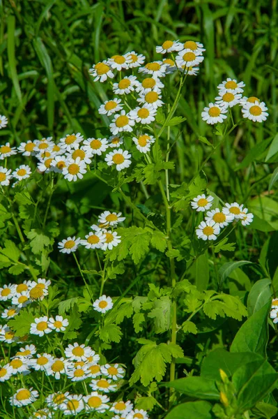 Matricaria Camomilla Camomila Conhecido Principalmente Por Seu Uso Contra Doenças — Fotografia de Stock