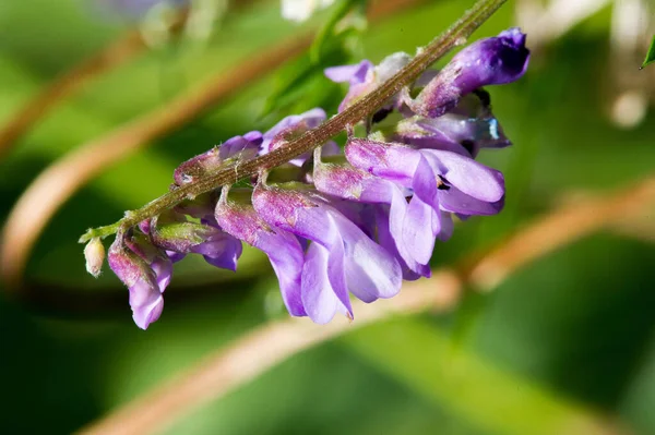 Lathyrus Odoratus Ist Eine Blühende Pflanze Der Gattung Chin Aus — Stockfoto