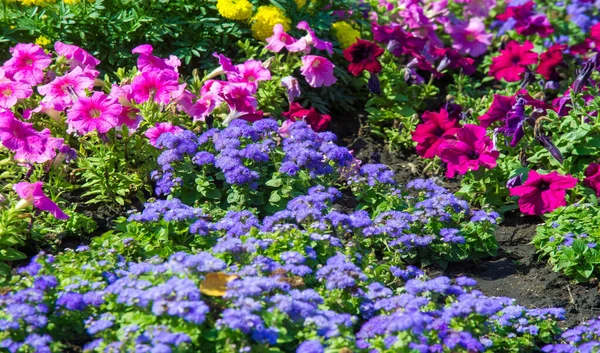 Floral Landscaping Brings Riot Color City Streets City Beds Flowers — Stock Photo, Image