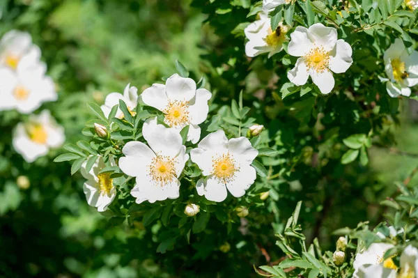 Las Caderas Rosadas Contienen Betacaroteno Carotenoide Luteína Zeaxantina Licopeno Que — Foto de Stock