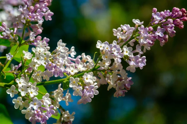 Lilac Eurasian Shrub Small Tree Olive Family Has Fragrant Violet — Stock Photo, Image