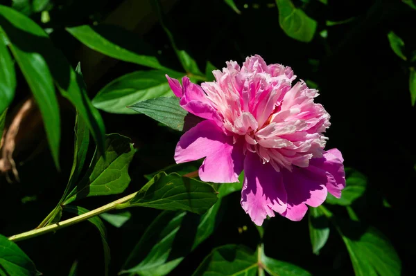 Peony Paeony Come Asia Europe Western North America One Most — Stock Photo, Image