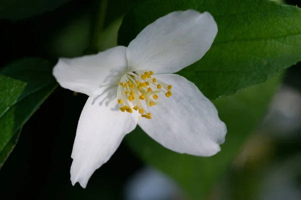 Jazmín Arbusto Del Viejo Mundo Una Planta Trepadora Con Flores —  Fotos de Stock