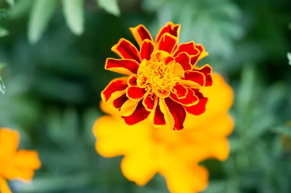 Species Tagetes Lucida Known Pericones Used Make Sweet Flavored Aniseed — Stock Photo, Image