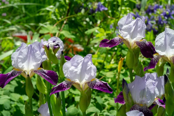 Iris Merecidamente Popular Tem Pétalas Delicadas Flores Levemente Perfumadas Com — Fotografia de Stock