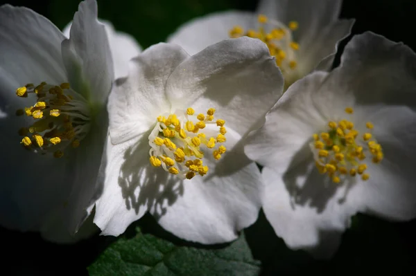 Jasmine Old World Bush Climbing Plant Fragrant Flowers Used Perfumes — Stock Photo, Image