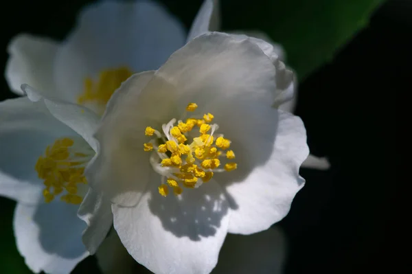 Jasmine Krzak Starego Świata Lub Roślina Wspinaczkowa Pachnącymi Kwiatami Używanymi — Zdjęcie stockowe