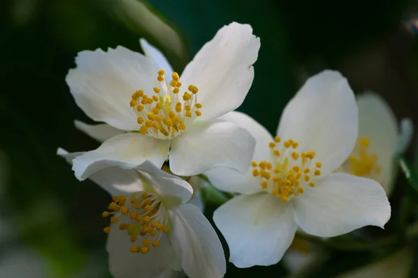 Jasmim Arbusto Velho Mundo Uma Planta Escalada Com Flores Perfumadas — Fotografia de Stock