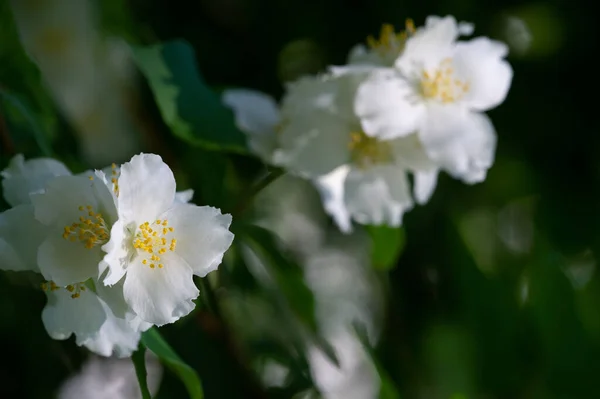 ジャスミン 古い世界の茂みや香水やお茶で使用される香りの良い花を持つ登山植物 装飾品として人気がある オリーブ科の低木やブドウの属です — ストック写真