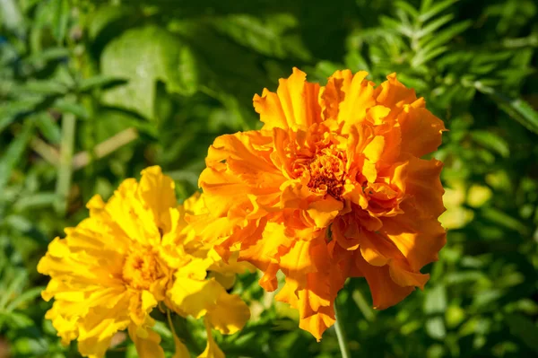 Marigold Najczęściej Uprawiane Odmiany Tagetes Znane Jako Afrykańskie Marigolds Lub — Zdjęcie stockowe