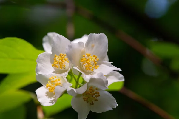 Jasmine Old World Bush Climbing Plant Fragrant Flowers Used Perfumes — Stock Photo, Image