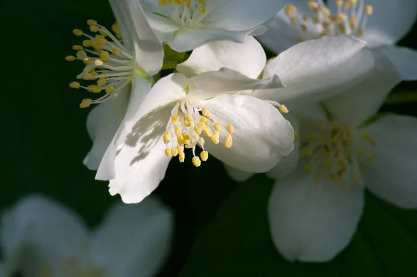 ジャスミン 古い世界の茂みや香水やお茶で使用される香りの良い花を持つ登山植物 装飾品として人気がある オリーブ科の低木やブドウの属です — ストック写真