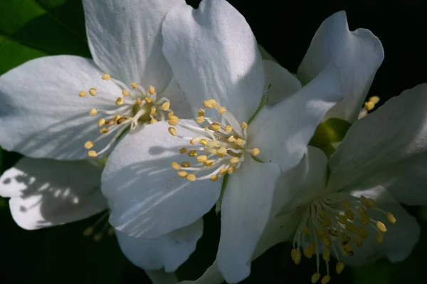 Jasmine Old World Bush Climbing Plant Fragrant Flowers Used Perfumes — Stock Photo, Image