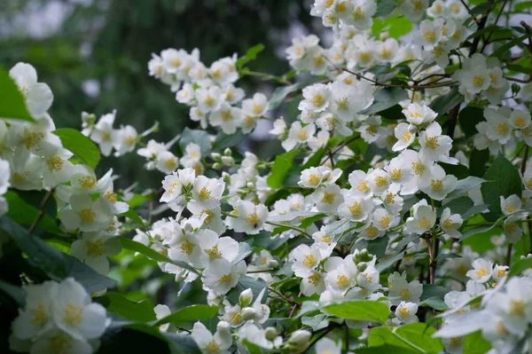 Jazmín Arbusto Del Viejo Mundo Una Planta Trepadora Con Flores —  Fotos de Stock