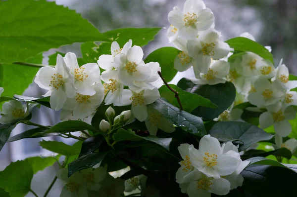 ジャスミン 古い世界の茂みや香水やお茶で使用される香りの良い花を持つ登山植物 装飾品として人気がある オリーブ科の低木やブドウの属です — ストック写真