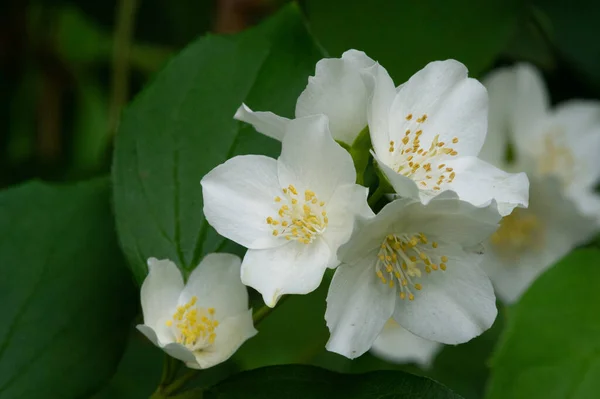 Jasmine Old World Bush Climbing Plant Fragrant Flowers Used Perfumes — Stock Photo, Image