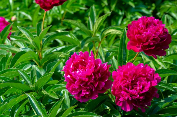 Die Pfingstrose Oder Paeony Sie Kommen Aus Asien Europa Und — Stockfoto