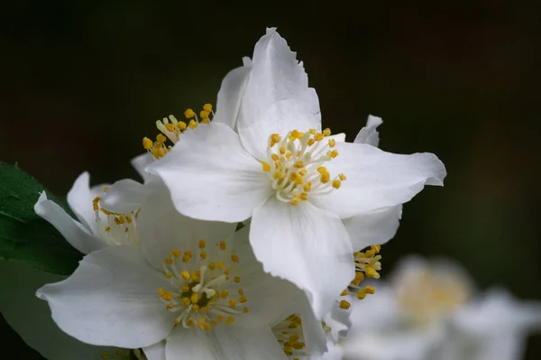 Γιασεμί Θάμνος Του Παλαιού Κόσμου Αναρριχητικό Φυτό Ευωδιαστά Λουλούδια Που — Φωτογραφία Αρχείου