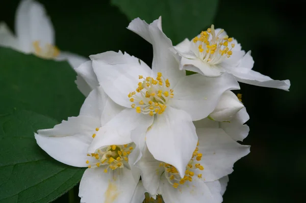 Jasmine Old World Bush Climbing Plant Fragrant Flowers Used Perfumes — Stock Photo, Image