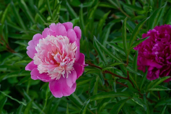 Peonia Peonia Vengono Dall Asia Dall Europa Dal Nord America — Foto Stock