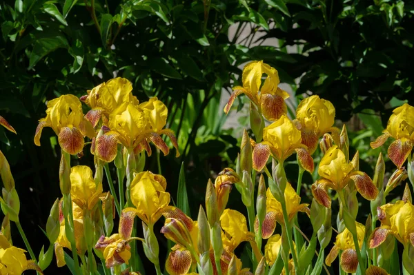 Iris 'in hak ettiği kadar popüler, narin taç yaprakları, mayıs ve haziran aylarında yaprakları muhteşem kokulu çiçekleri ve kılıç şeklinde gri-yeşil yaprakların hayranları var.. 