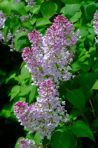 Syringa Lilac Flowering Tree Olive Family Oleaceae Which Grows Forests — Stockfoto