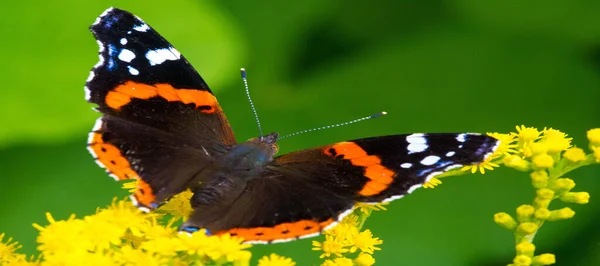 Solidago Ook Wel Goudstaven Genoemd Wordt Een Traditioneel Niertonicum Gebruikt — Stockfoto