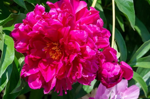 Peony Paeony Come Asia Europe Western North America One Most — Stock Photo, Image