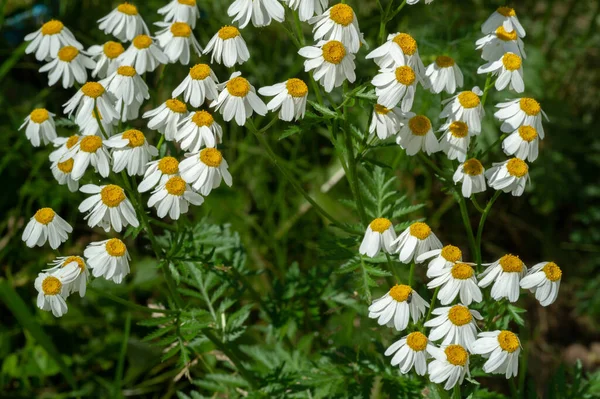 Matricaria Chamomilla Lateinisch Einer Der Werte Der Matrix Ist Die — Stockfoto