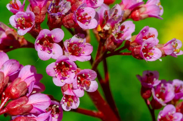 Badan Perennial Herb Saxifraga Family Medical Purposes Certain Root Properties — Stock Photo, Image