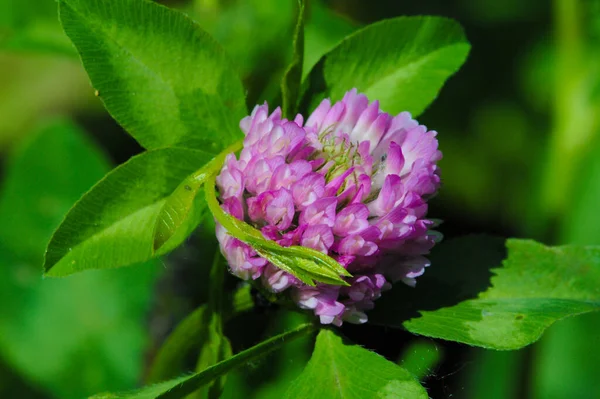 Trifolium Familyasından Yonca Folyo Baklagil Bezelye Familyasından Çiçek Açan Bitkiler — Stok fotoğraf