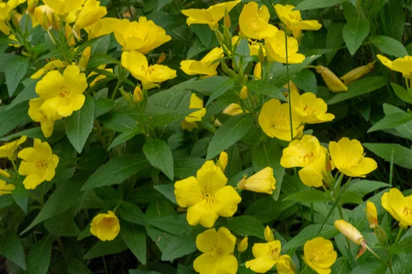 Oenothera Glazioviana Primrose 피부의 Primrose 이름으로 알려져 그것은 북아메리카에 잡종일 — 스톡 사진