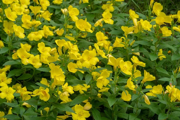 Oenothera Glazioviana Bekend Onder Algemene Naam Grootbladige Primrose Roodgekleurde Primrose — Stockfoto