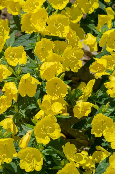 Oenothera Glazioviana Primrose 피부의 Primrose 이름으로 알려져 그것은 북아메리카에 잡종일 — 스톡 사진