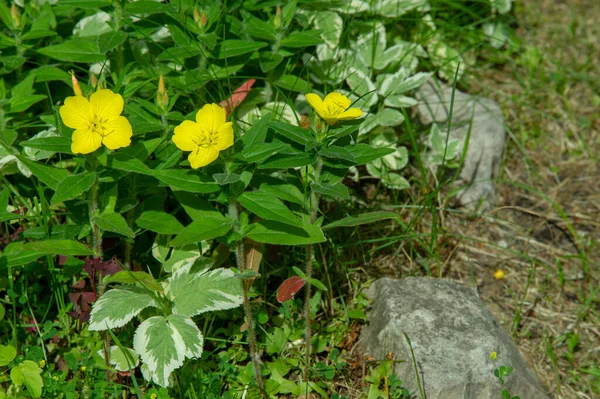 Oenothera Glazioviana Connue Sous Nom Général Onagre Grandes Feuilles Onagre — Photo